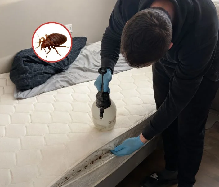 Technicien traitant un matelas contre les punaises de lit à Villepinte